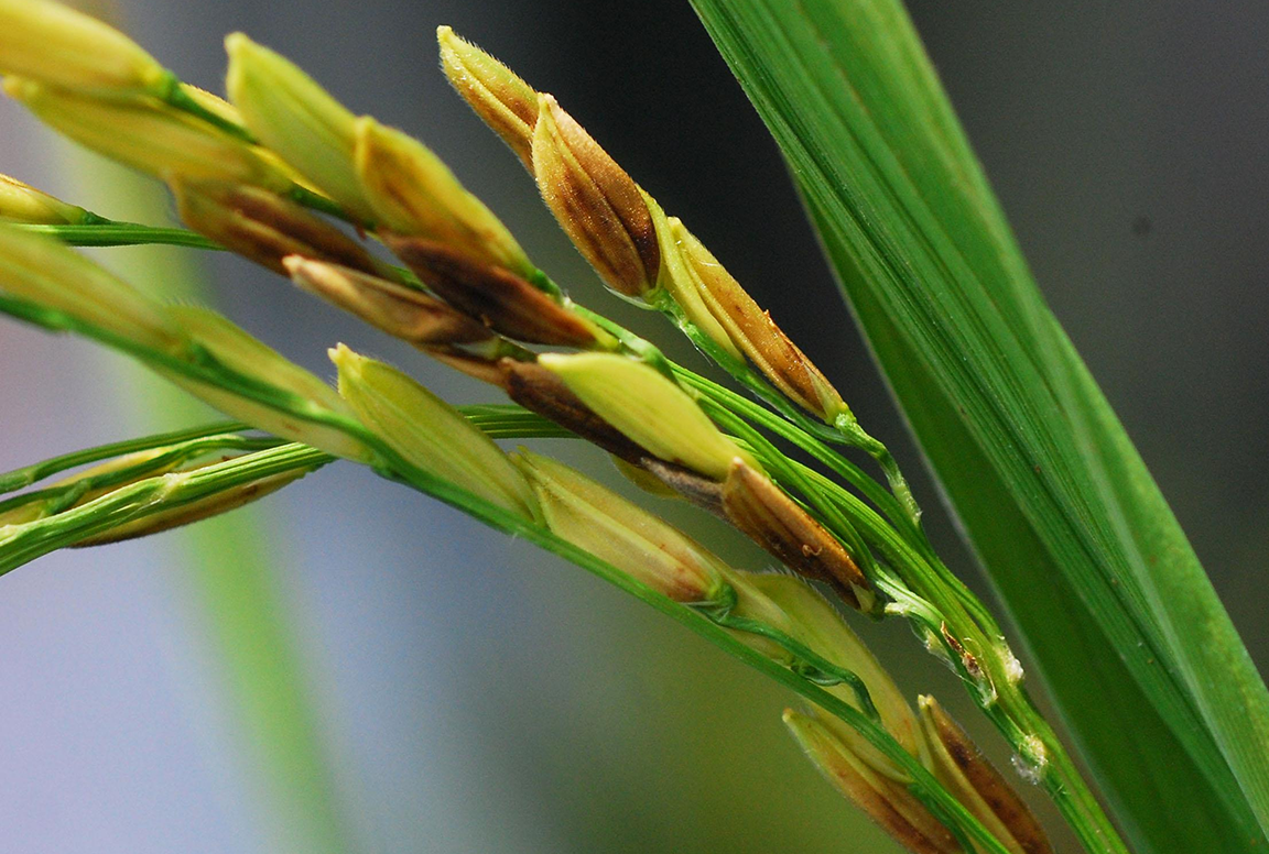 Bệnh lem lép hạt không những làm giảm năng suất, sản lượng lúa mà còn làm giảm phẩm chất của hạt gạo, là nguồn lây bệnh cho lúa ở vụ sau