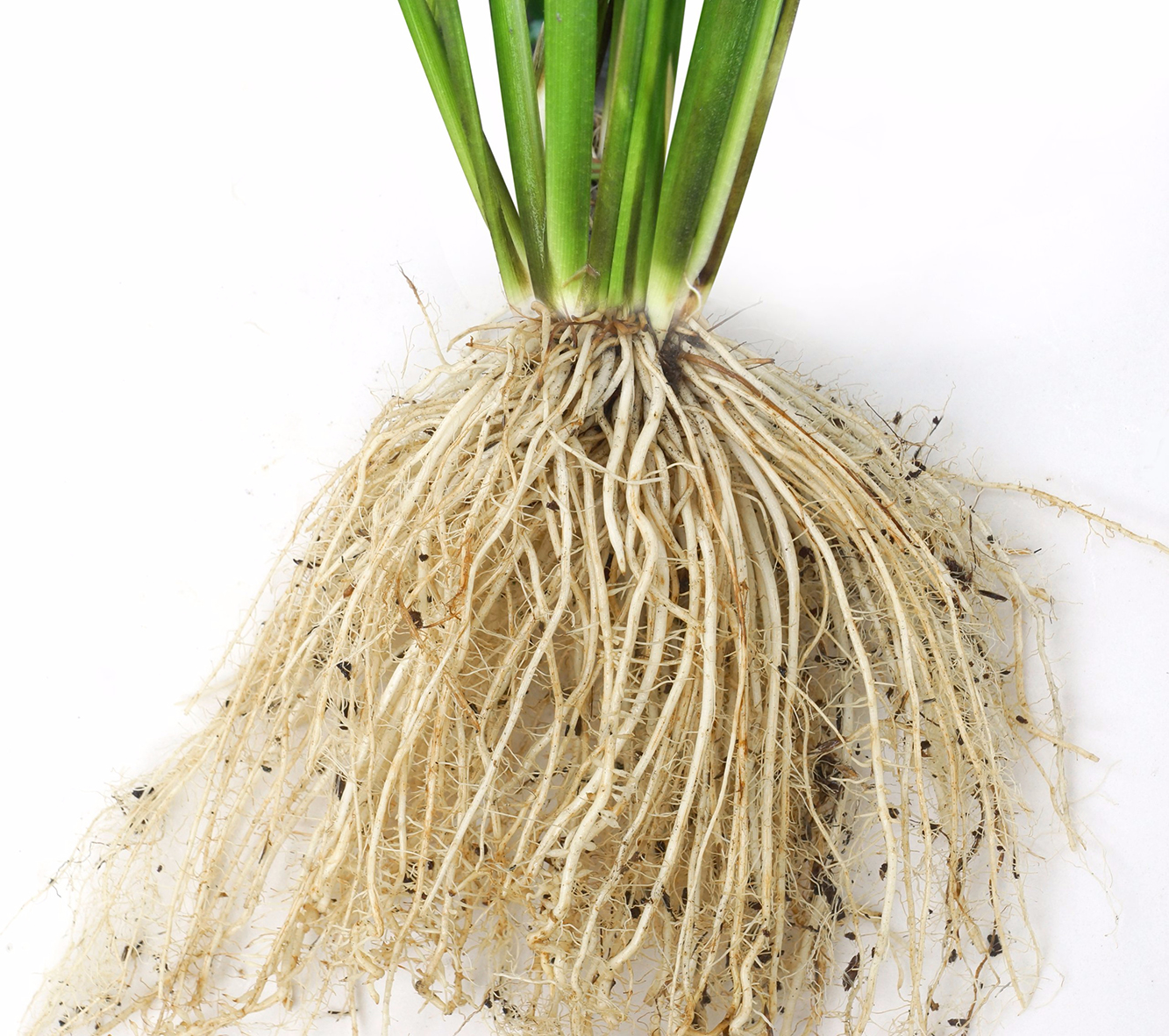Sử dụng thuốc kích rễ Rocken IRIS giúp bộ rễ cây lúa phát triển mạnh mẽ tránh bị đỗ ngã