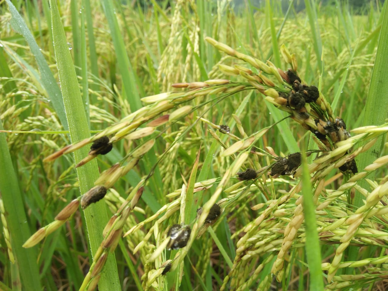 Các ấu trùng gây hại đến chất lượng cũng như nâng suất của cây lúa