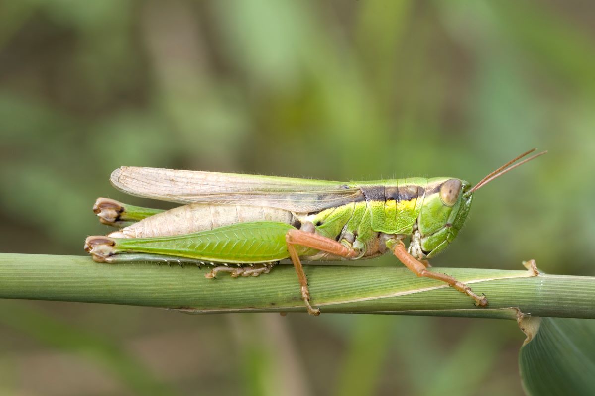 Châu chấu hại lúa