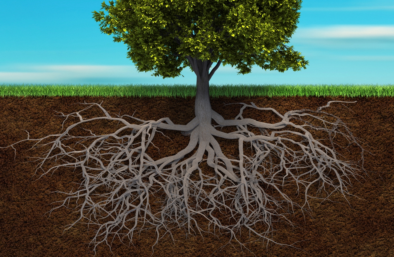 Kích thích rễ và ra đọt nhanh chính là một trong những biện pháp thích ứng hiệu quả với những thay đổi của môi trường