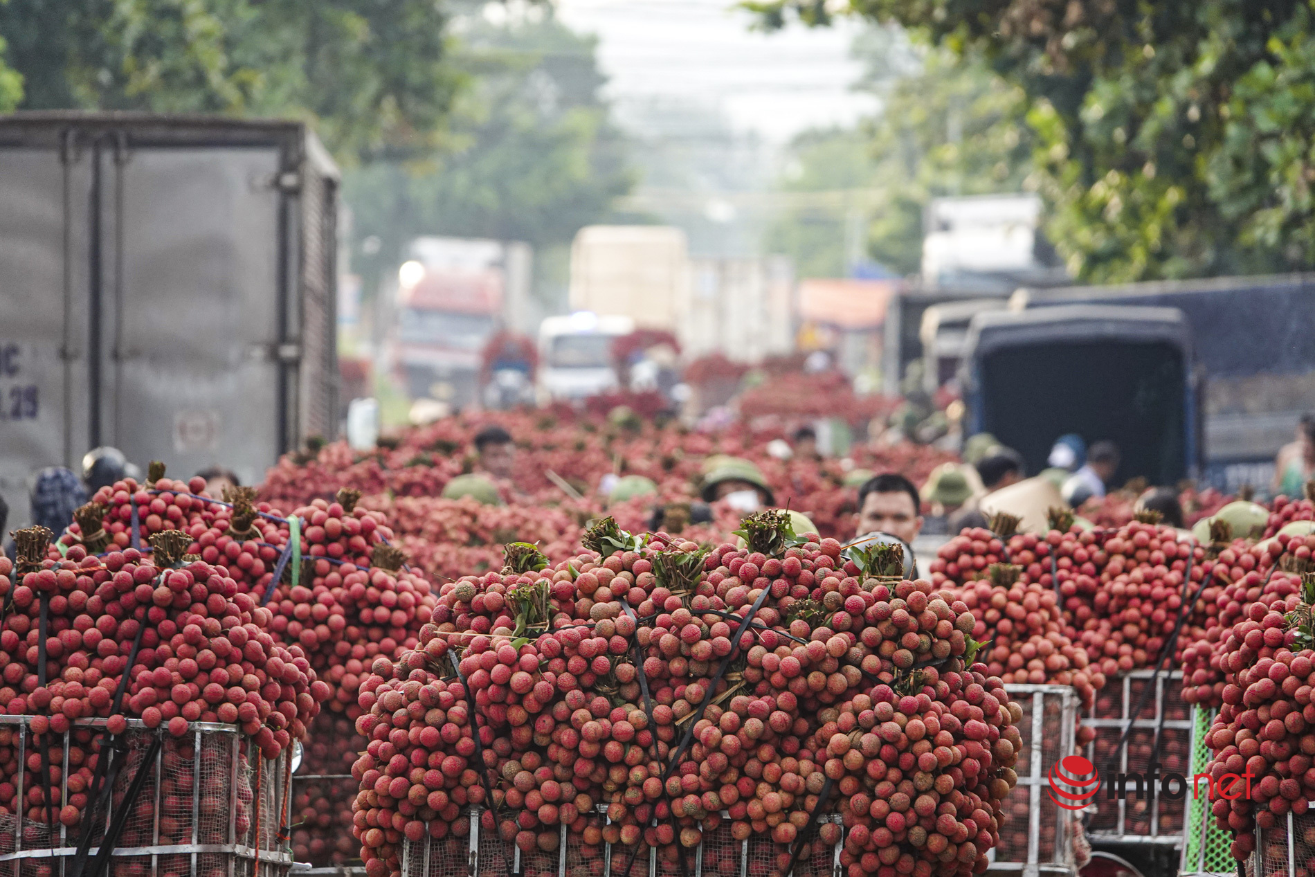 Phong trừ bệnh hại và cung cấp chất dinh dưỡng cho cây là cách giúp bà con nông dân có được một mùa màng bội thu