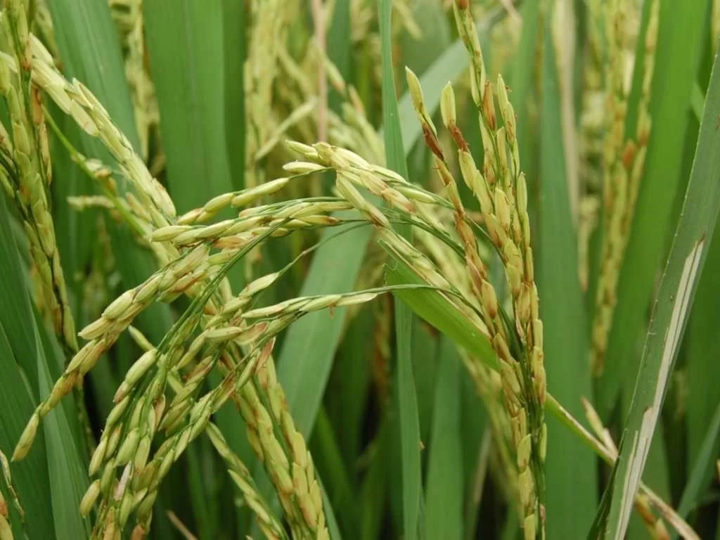 Cách nhận biết triệu chứng bệnh lem lép hạt lúa