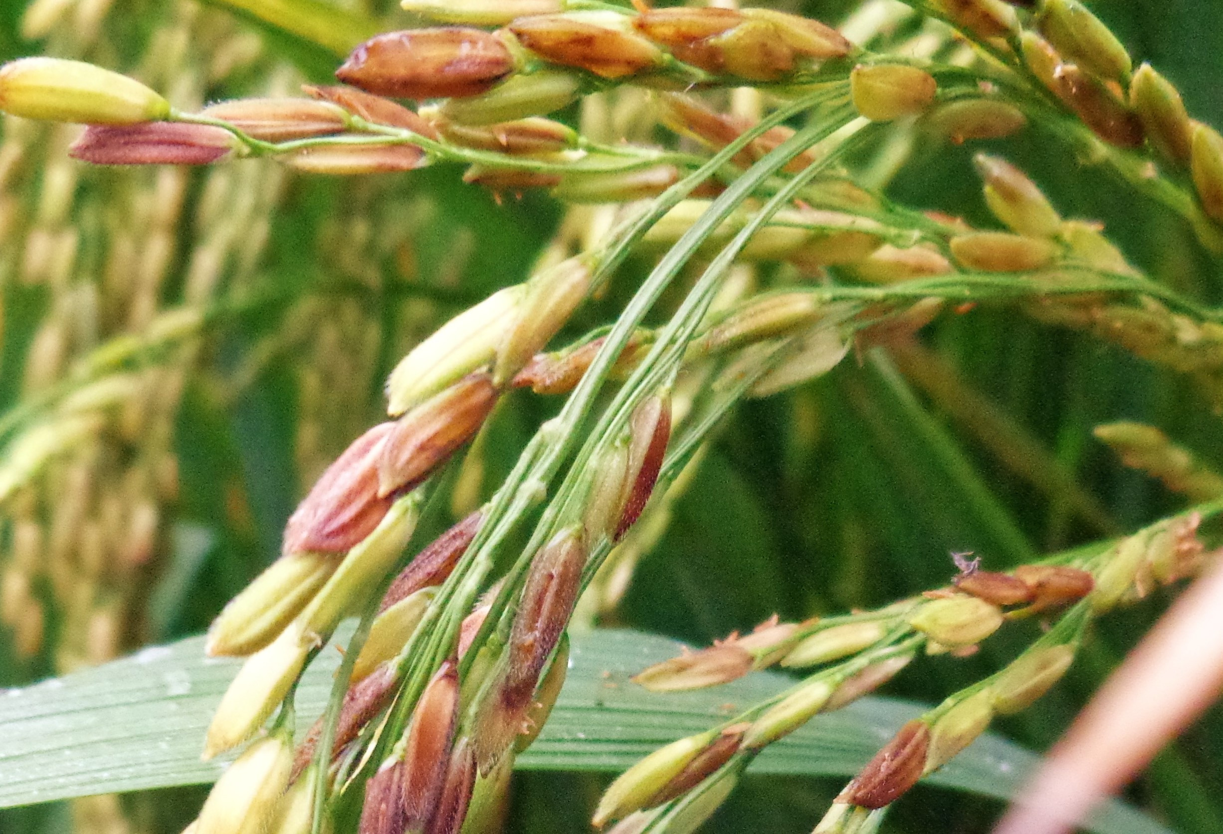 Bệnh lem lép hạt lúa là gì?