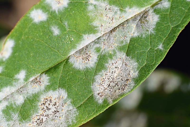 Bệnh phấn trắng dễ phát triển trong điều kiện đất khô và khí hậu ẩm ướt