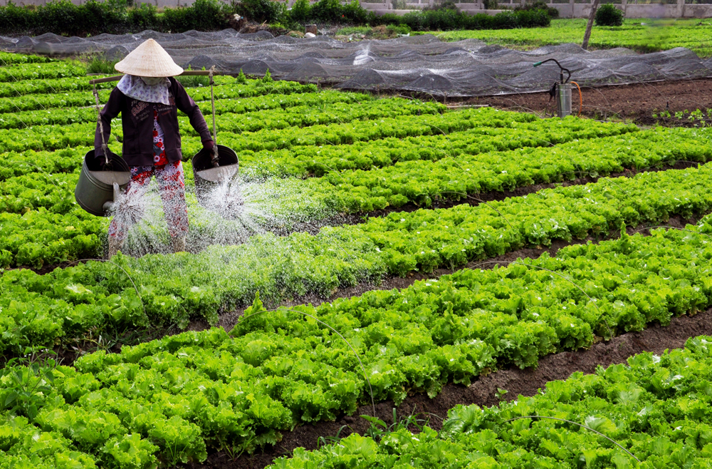 Tại sao nên sử dụng dịch trùn quế cho rau?