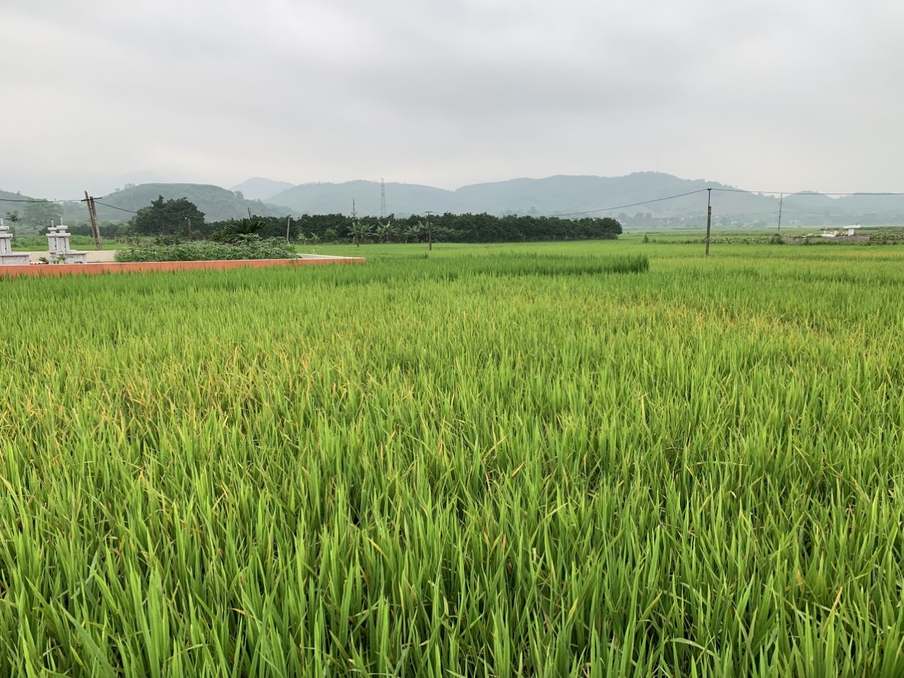 Tổng quan về vụ hè thu