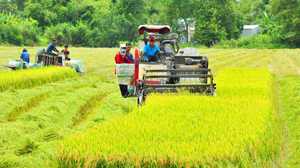 Sự đóng góp của cây lúa trong nền nông nghiệp Việt Nam