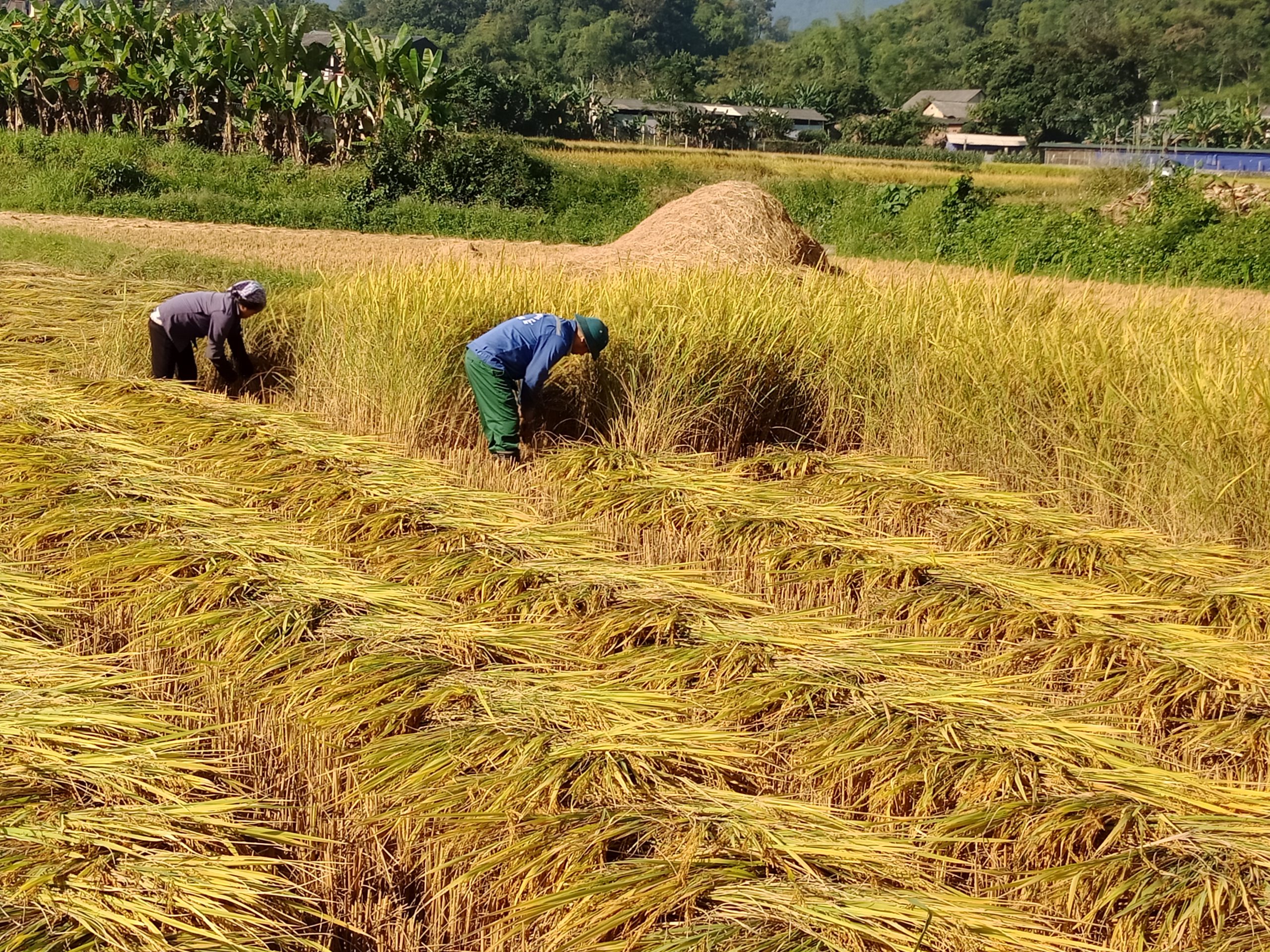 Thu hoạch đúng thời điểm là biện pháp tăng năng suất cây lúa hiệu quả