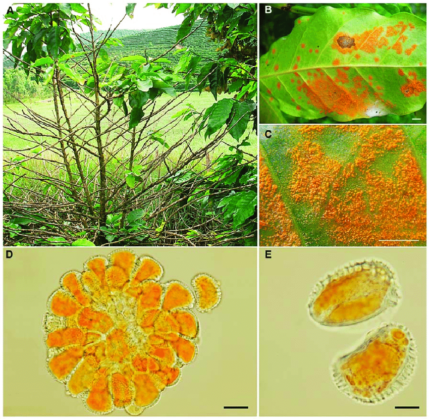 Nguyên nhân gây ra bệnh rỉ sắt trên cây cà phê