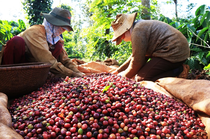 Tầm quan trọng của cây cà phê trong nông nghiệp và kinh tế