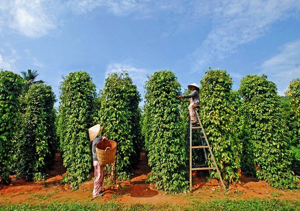 Quản lý tuyến trùng hại rễ cây hồ tiêu bằng cách canh tác và biện pháp hoá học