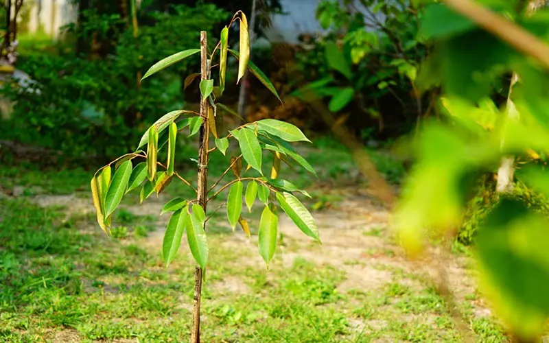 Một số lưu ý trong cách chăm sóc cây sầu riêng mới trồng