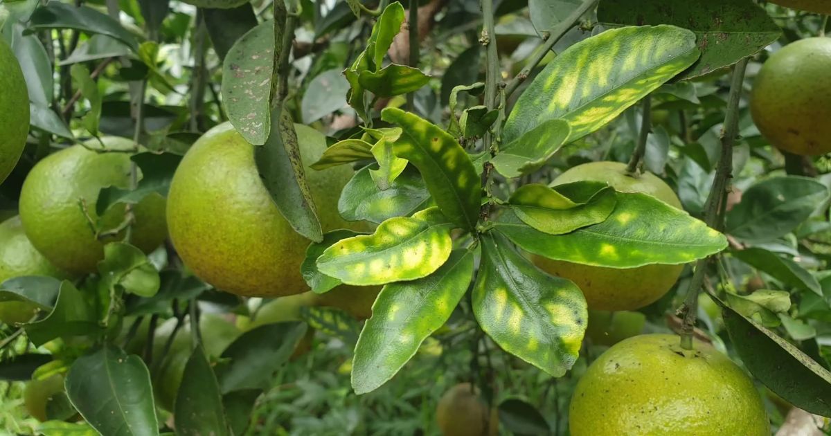 Triệu chứng của bệnh vàng lá greening