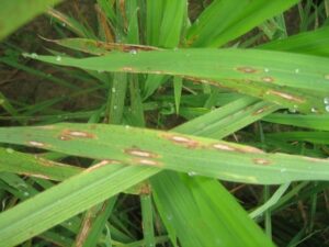 Hướng dẫn cách nhận biết và biện pháp phòng trừ kịp thời bệnh khô vằn trên lúa