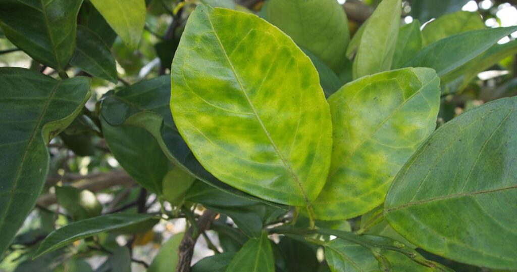 Biện pháp phòng bệnh vàng lá greening