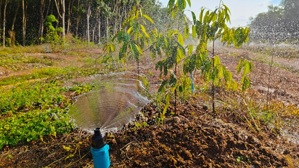 Kỹ thuật tưới sầu riêng