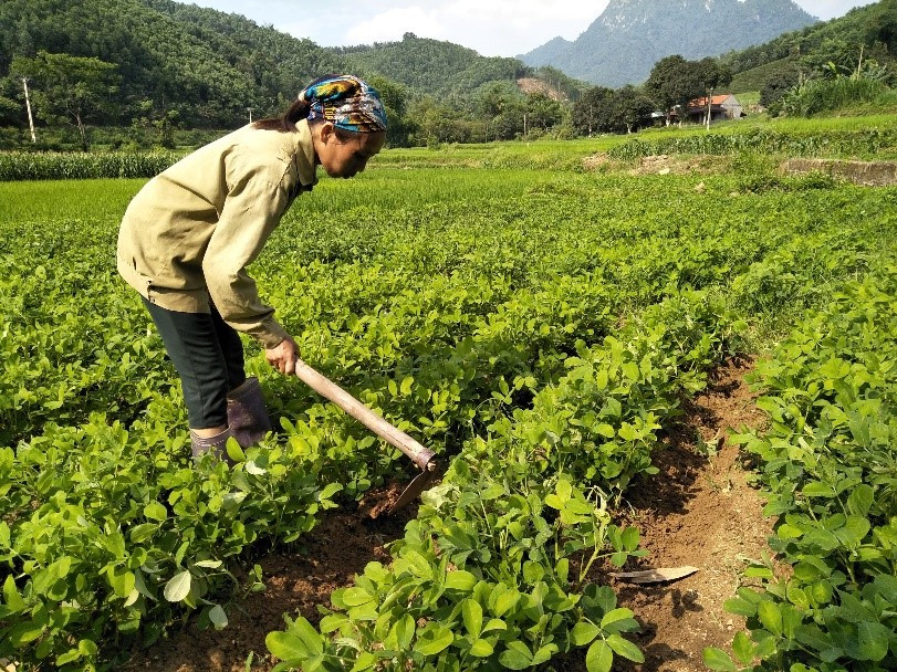 Làm cỏ, vun xới đất giúp cải thiện chất lượng đất và thúc đẩy sự sinh trưởng của cây trồng