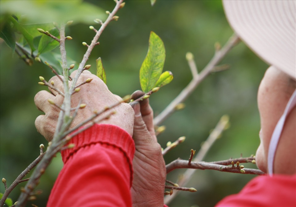 Thực hiện tuốt lá cây đúng thời điểm