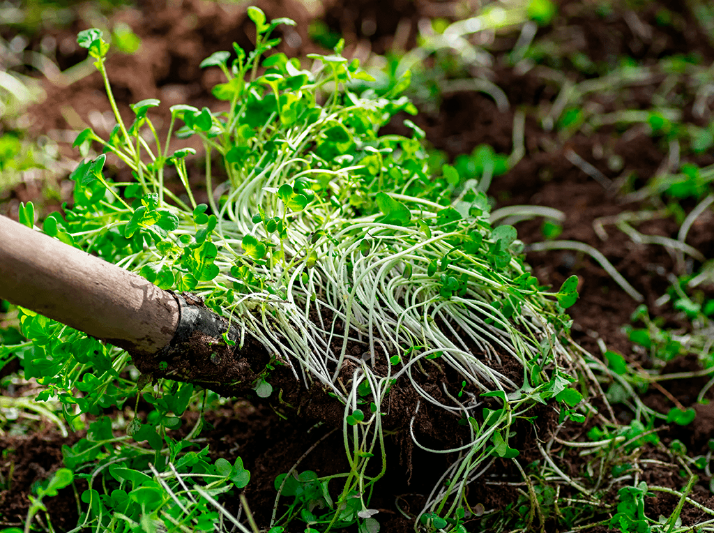 Phương pháp bón phân xanh