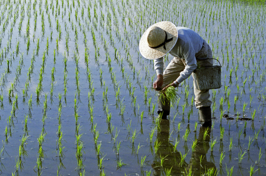 Biện pháp canh tác giúp phòng bệnh vàng lá chín sớm