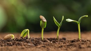 Giống cây trồng là gì?