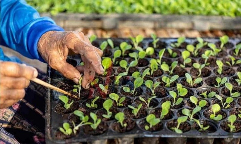 Giống cây trồng là gì?