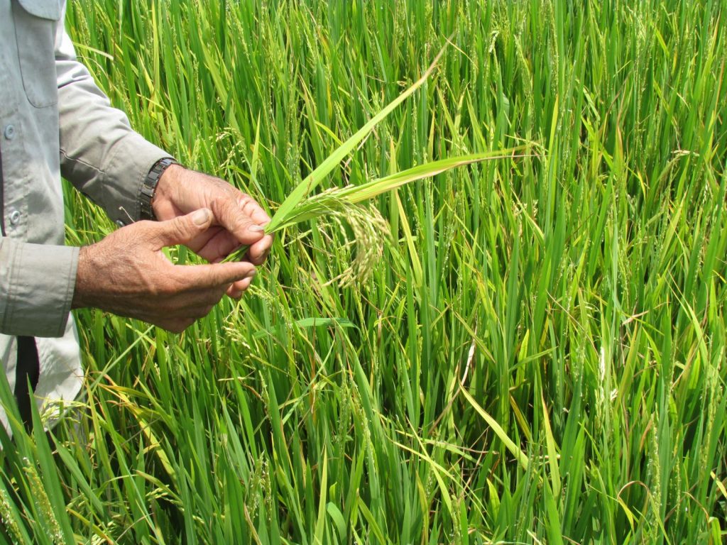 Hệ lụy của lúa bị ngộ độc hữu cơ