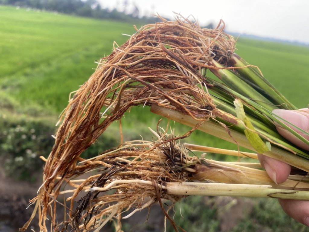 Tại sao lúa bị ngộ độc hữu cơ? 