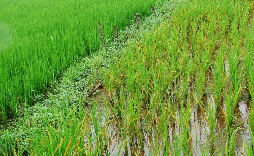 Triệu chứng lúa bị ngộ độc hữu cơ