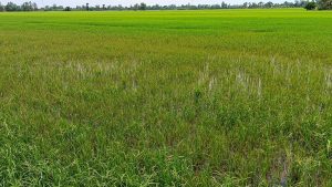 Cách xử lý lúa bị ngộ độc hữu cơ