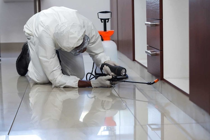 Hướng dẫn cách sử dụng thuốc diệt mối an toàn