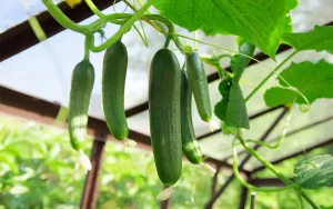 Tại sao trồng dưa leo bị đắng?